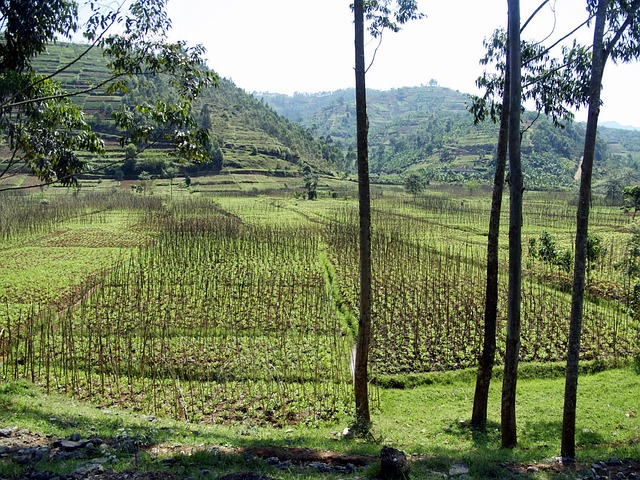 Simakade Rwanda