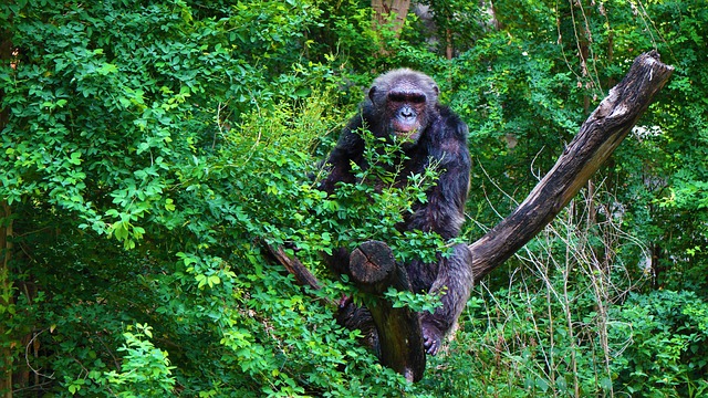 Simakade Chimp in Tree Rwanda