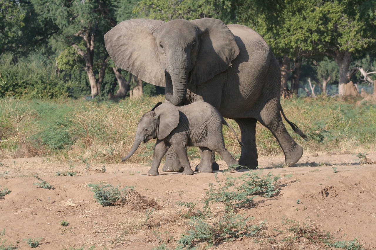 Simakade Elephant Zimbabwe