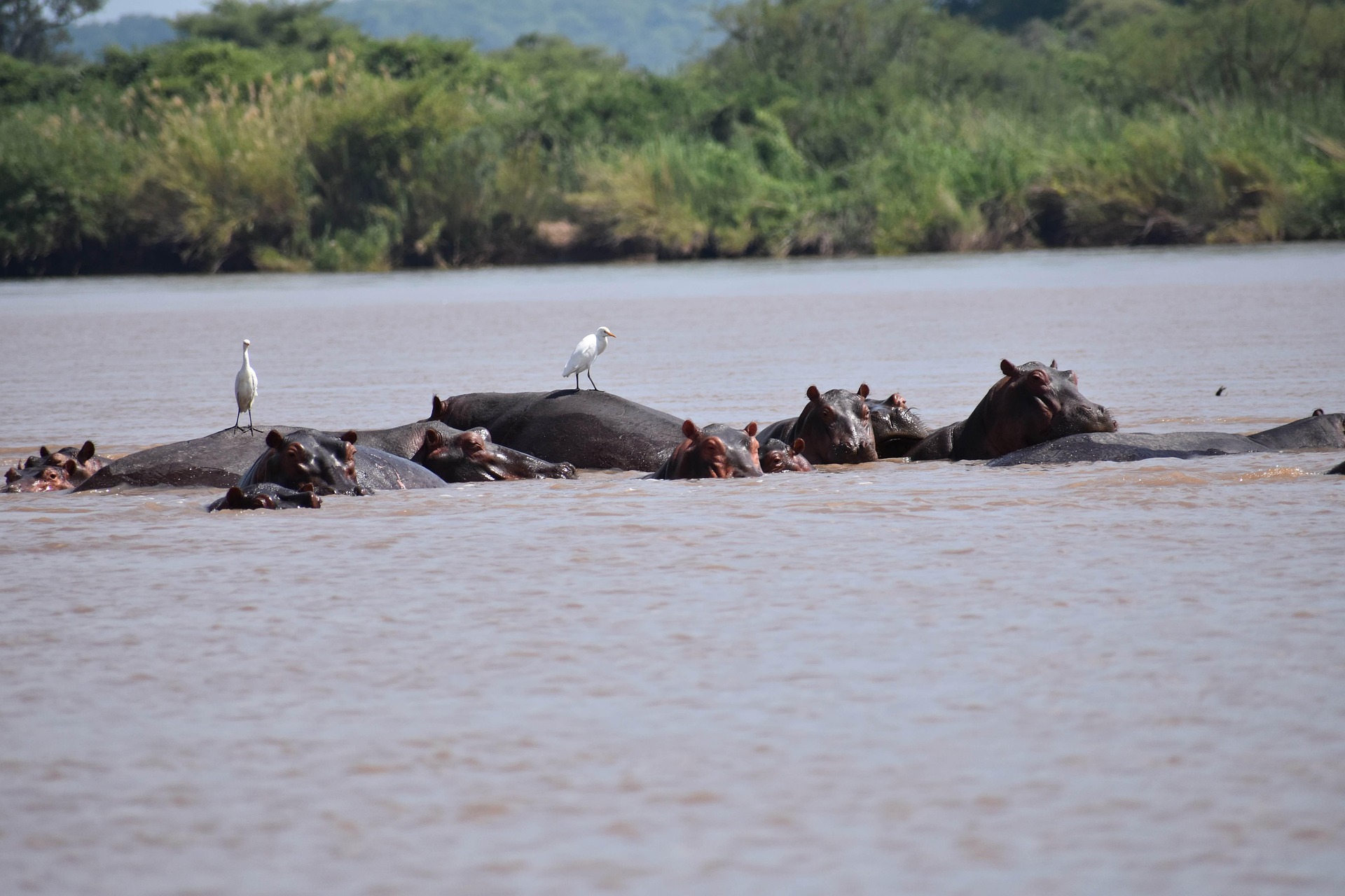 Simakade Hippos Zimbabwe