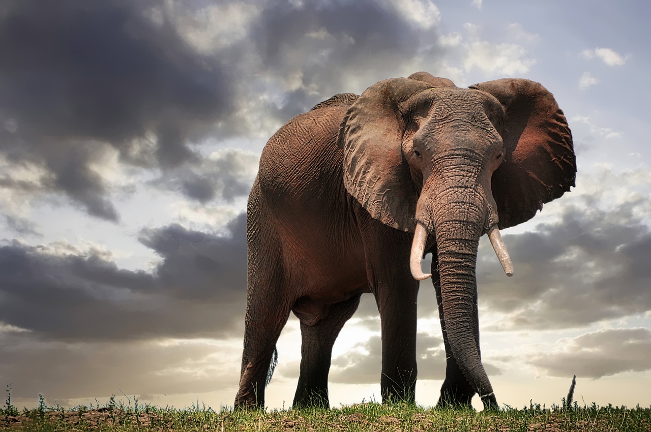 Simakade Elephant Zimbabwe Simakade