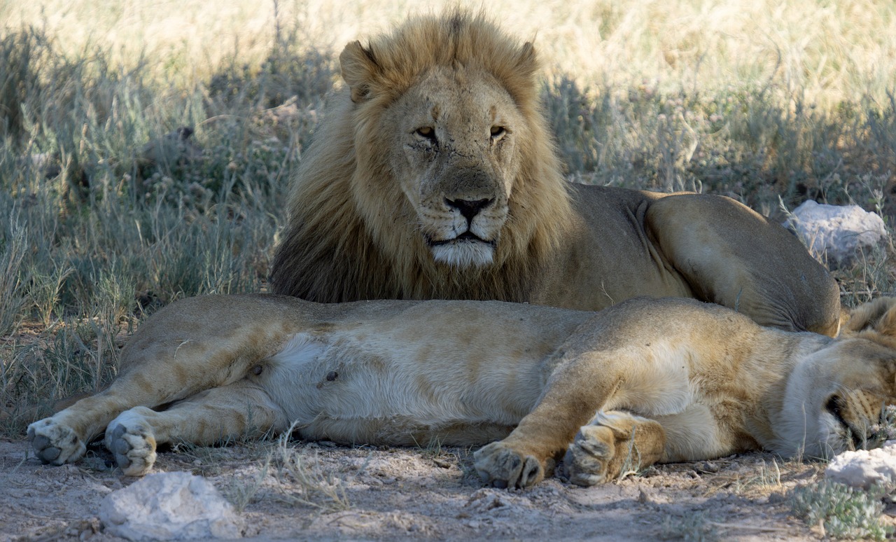 Simakade Lions Zimbabwe