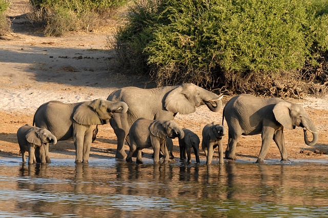 Simakade Elephants in River Chobe Region