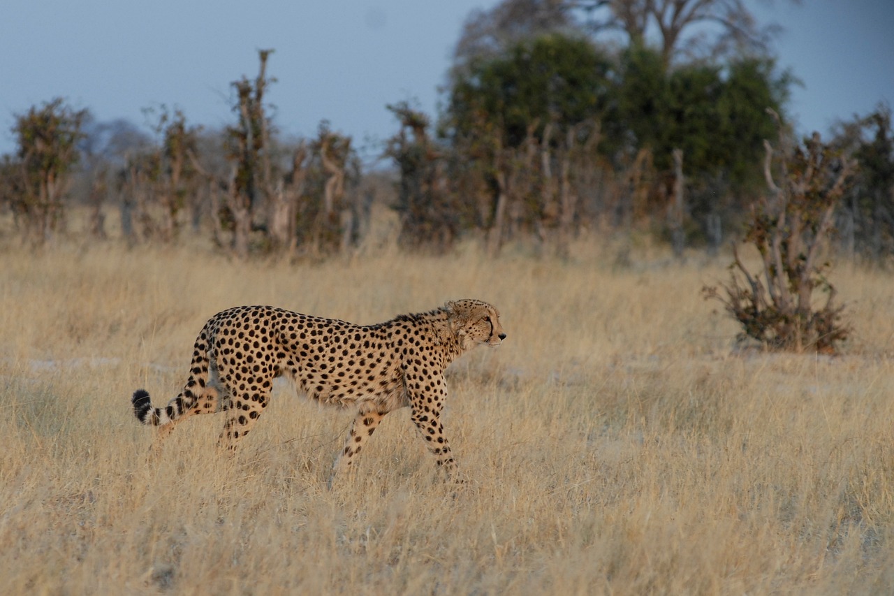Simakade Cheetah in Chobe Safari Region