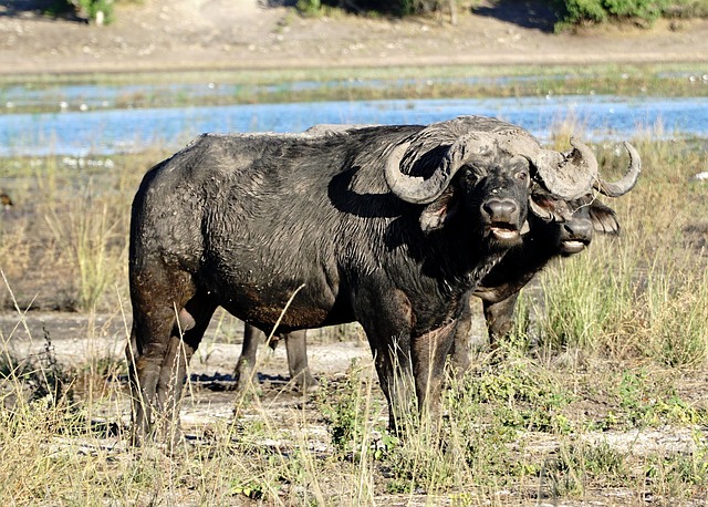 Simakade Buffalo Chobe Safari Region