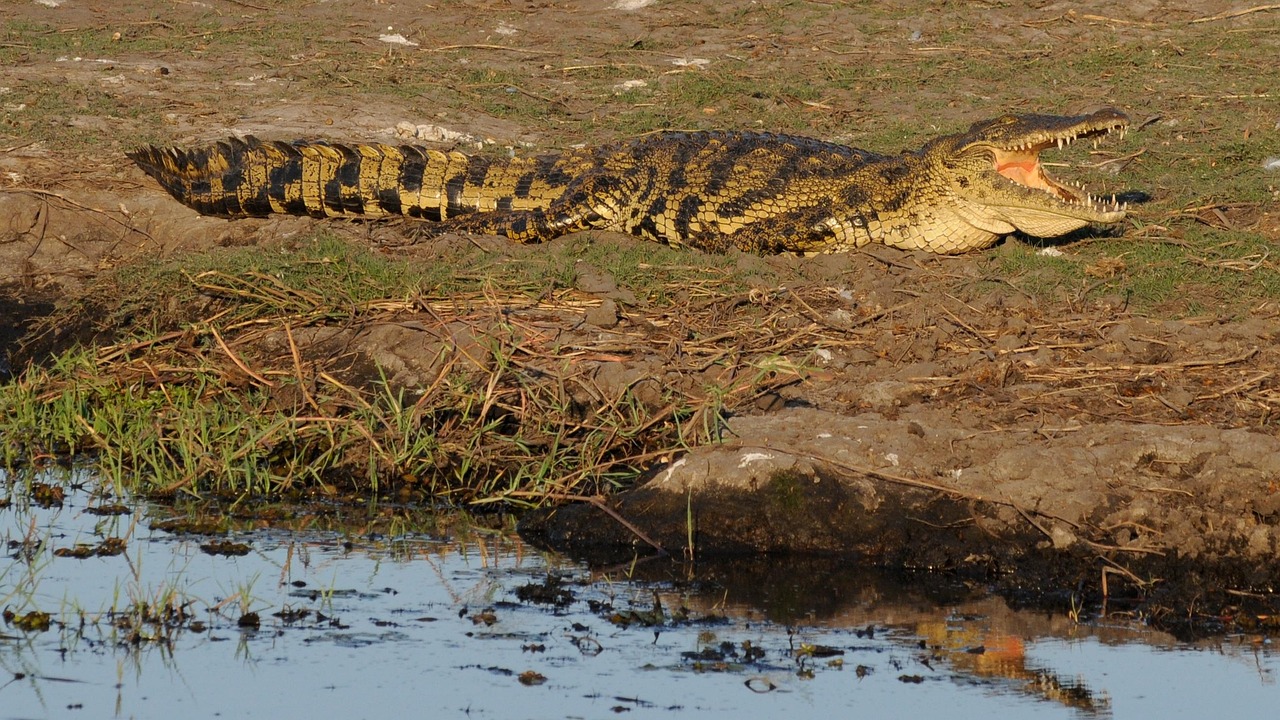 Simakade Chobe Region Crocodile