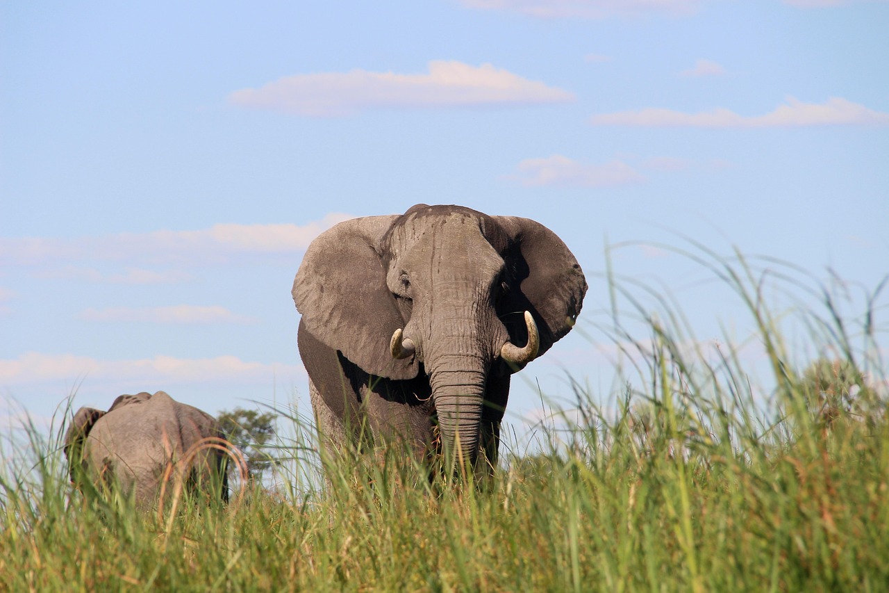 Simakade Elephant Cow Chobe Safari Region