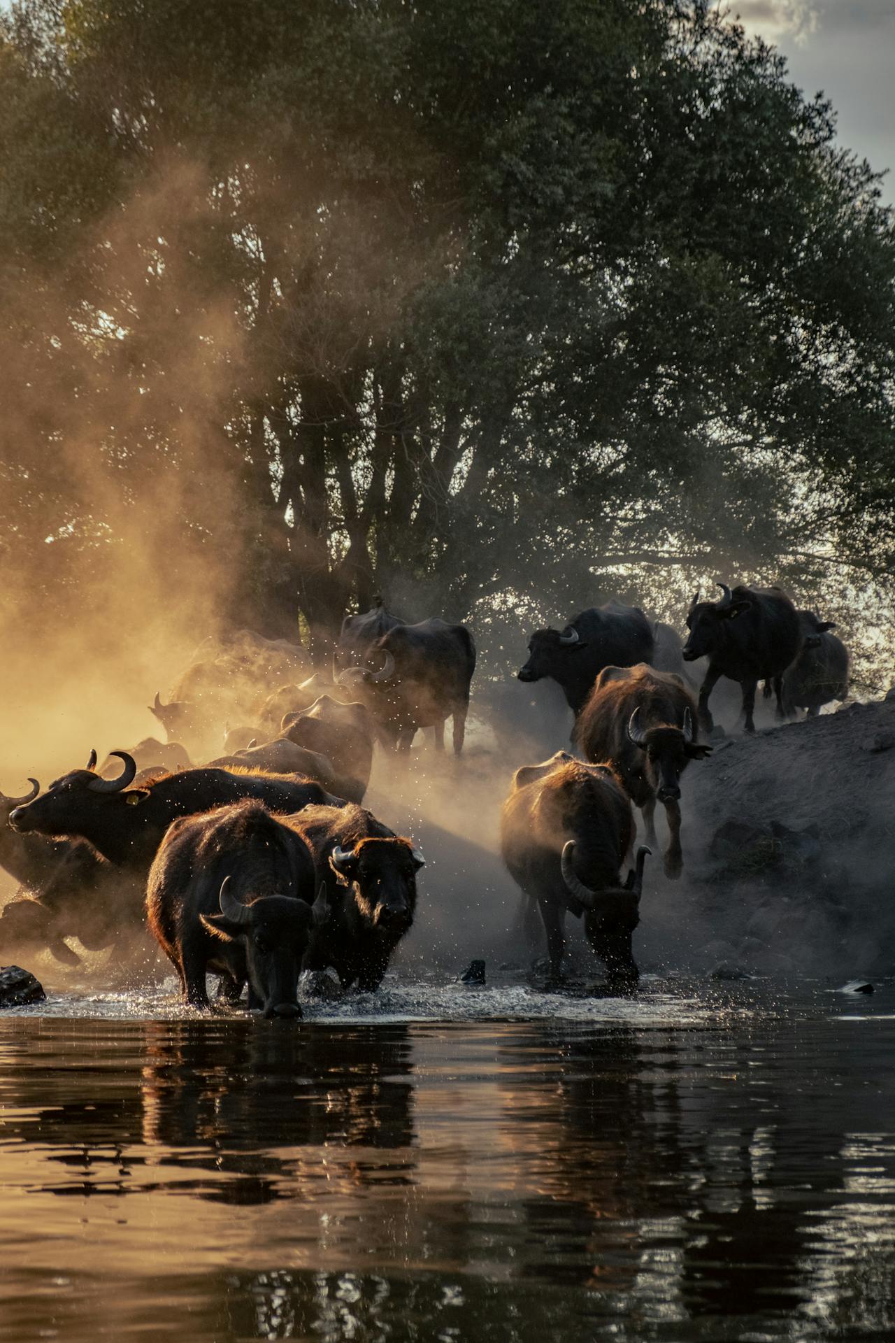 Simakade Buffalo Drinking Chobe Safari Region