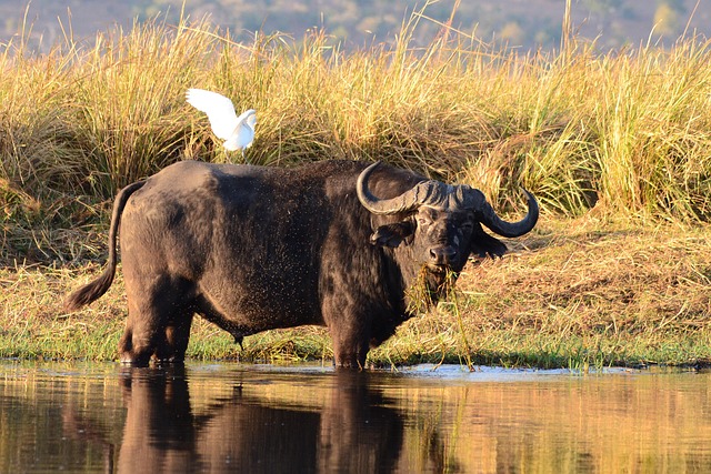 Buffalo with bird on it's back Simakade Chobe Safari Region