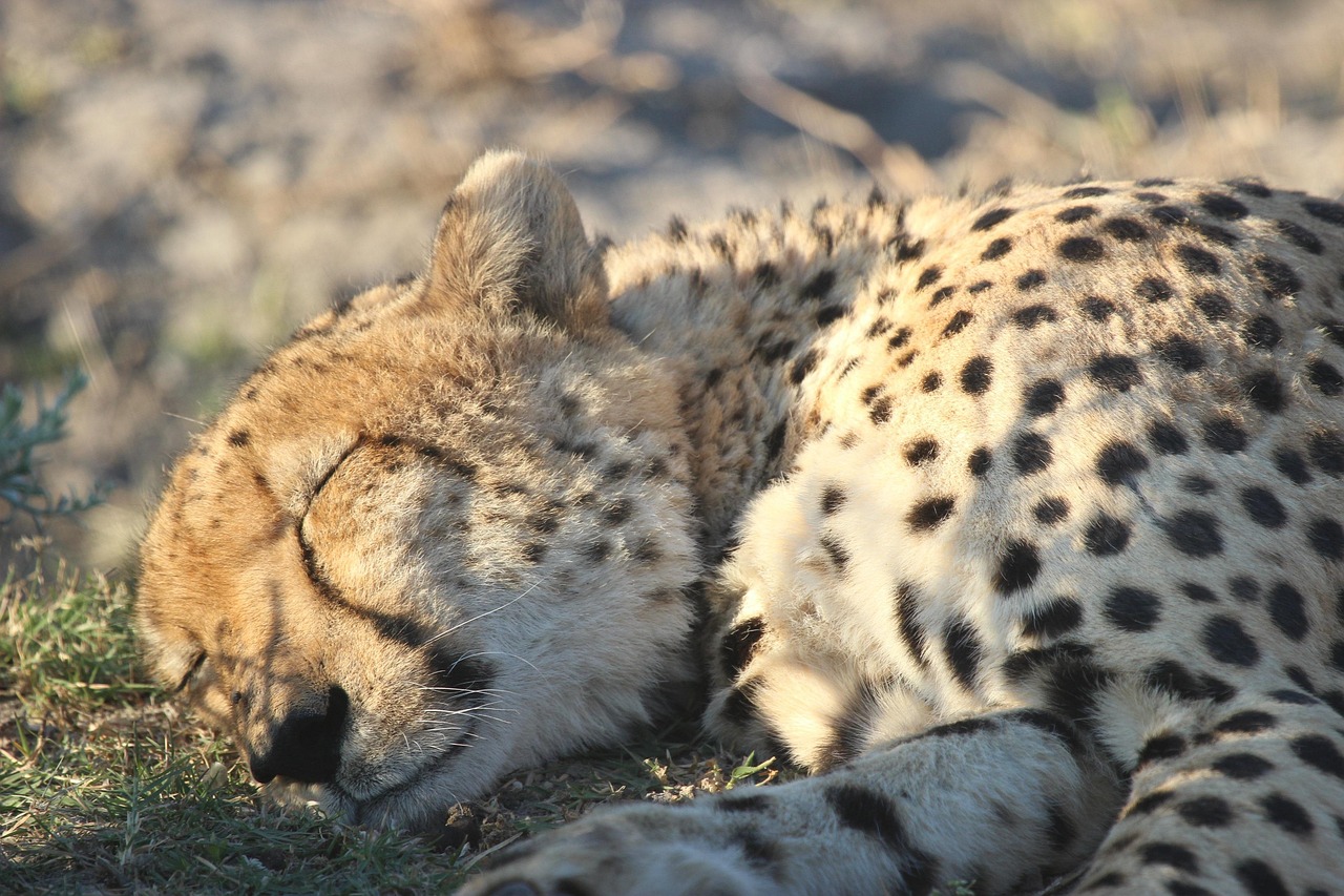 Simakade Cheetah Okavango Delta
