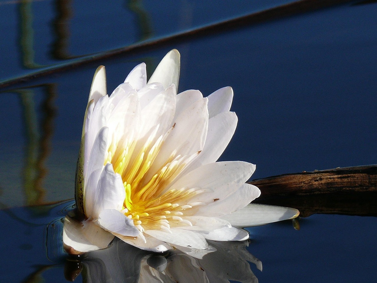 Simakade Water Lilly Okavango Delta