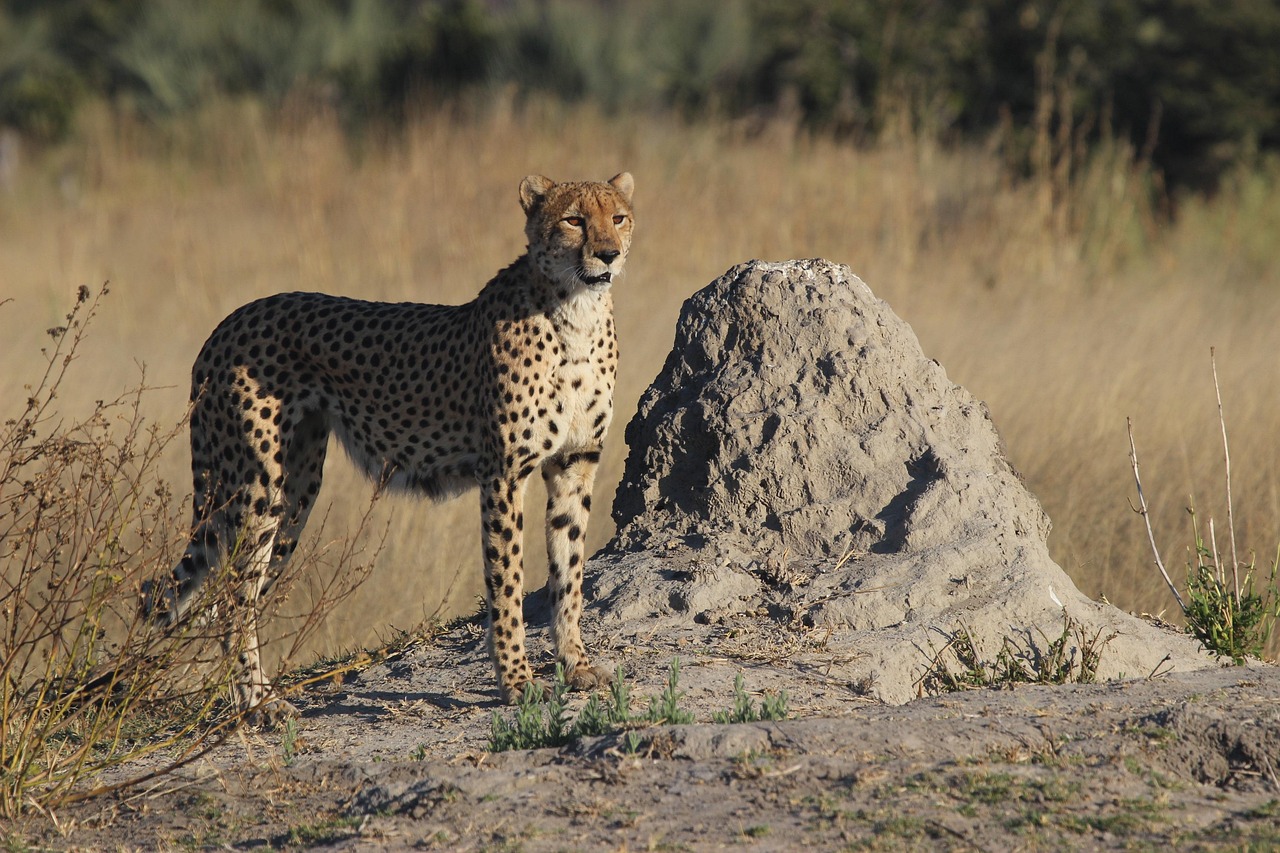 Simakade Cheetah Okavango Ant Hill