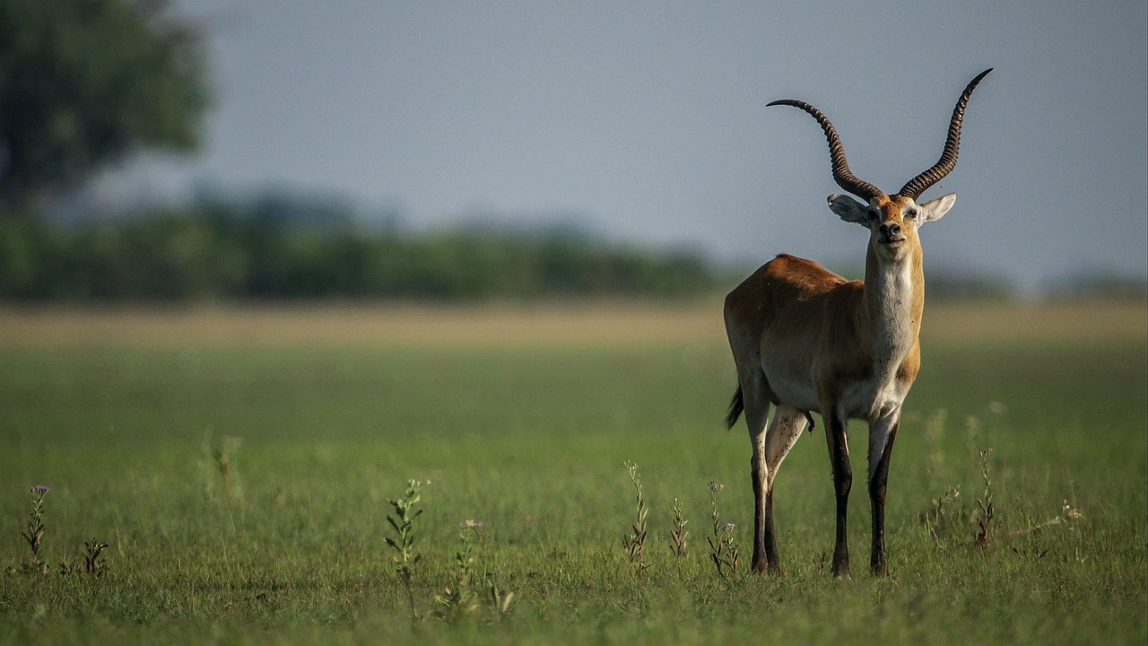 Simakade Okavango Lechwe
