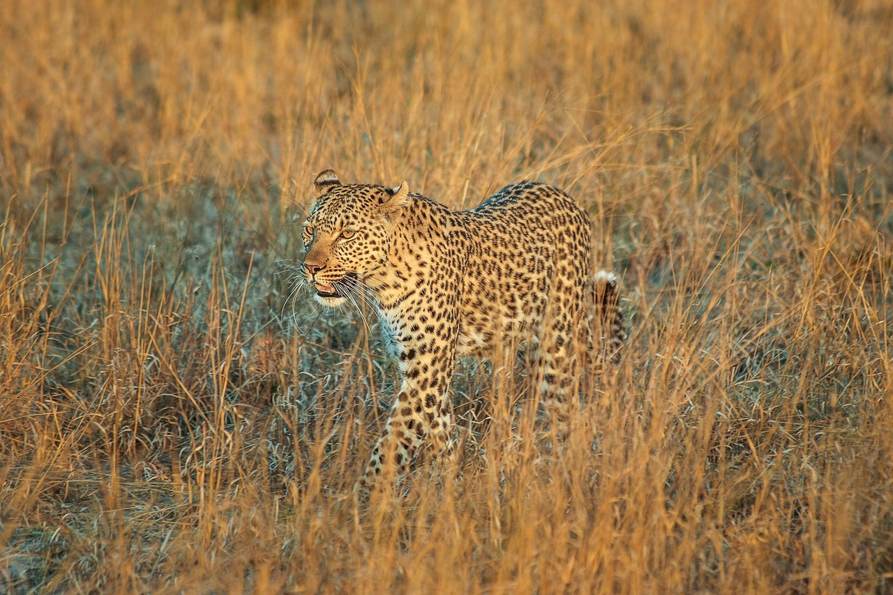 Leopard Waking Simakade Okavango