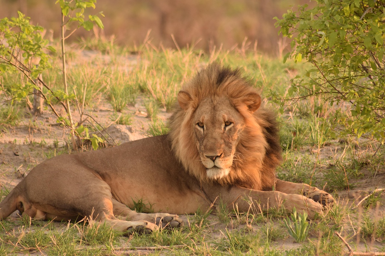 Simakade Okavango Lion