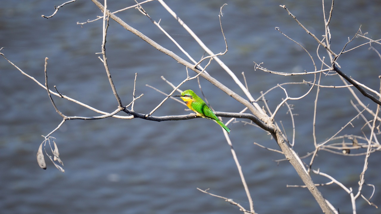 Simakade Little Bee Eater Okavango