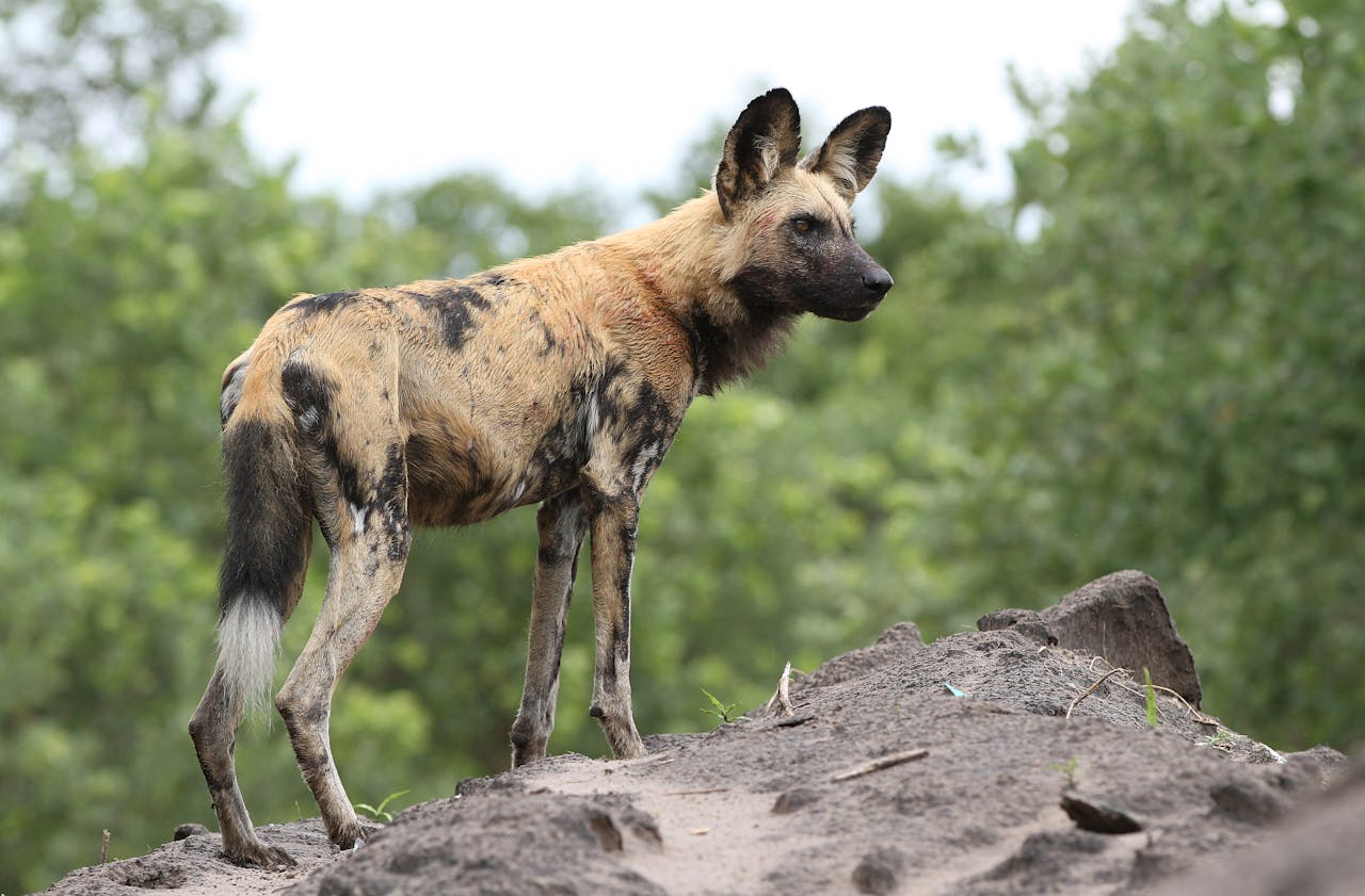 Simakade Wild Dog Okavango Delta