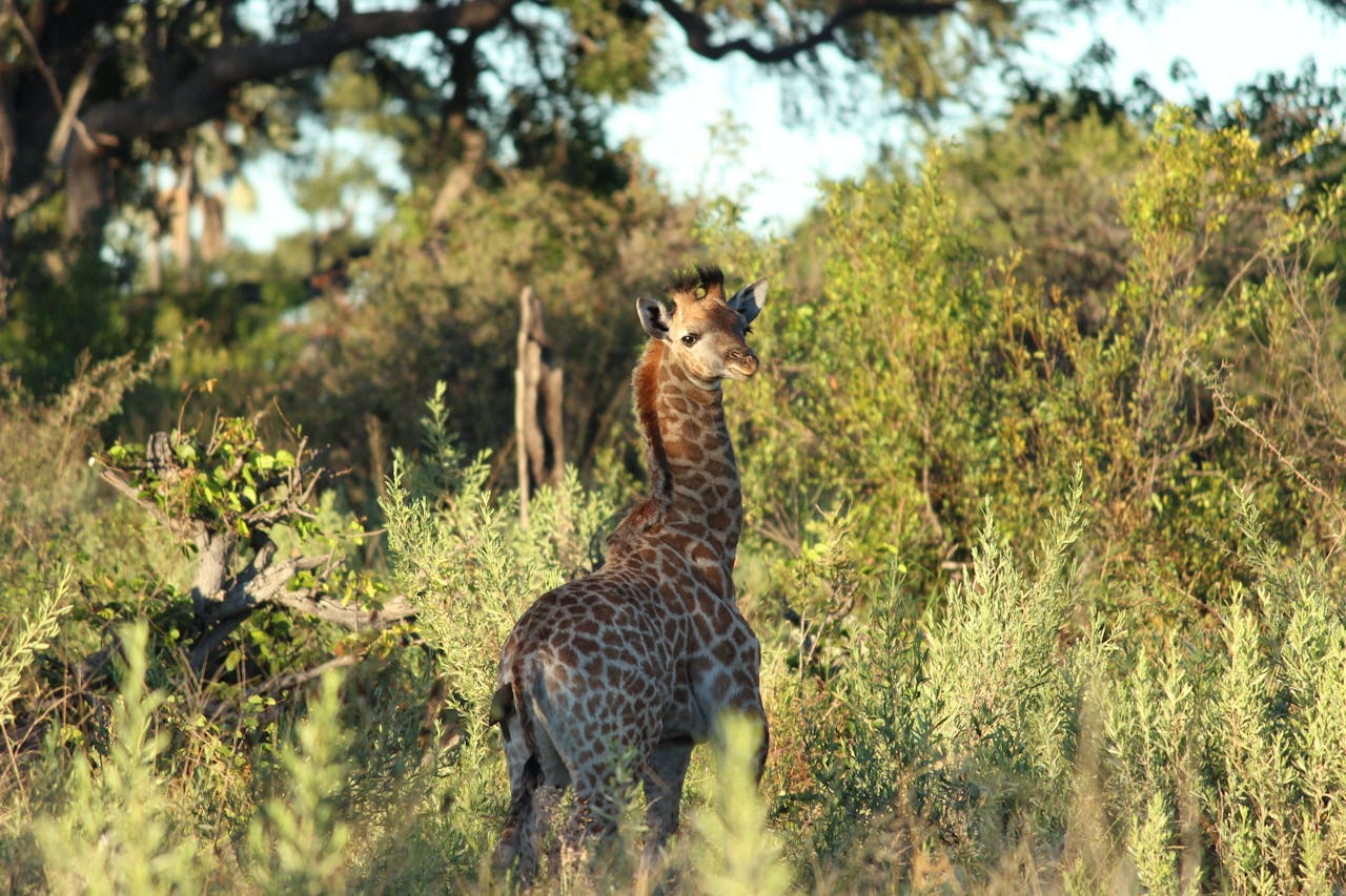 Simakade Okavango Giraffe