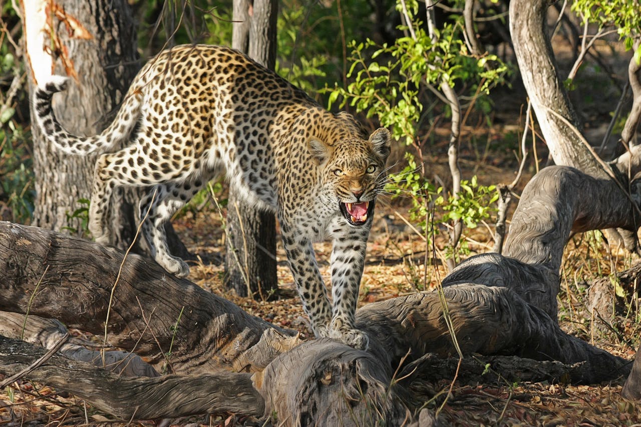 Simakade Leopard Snarl Okavango Delta