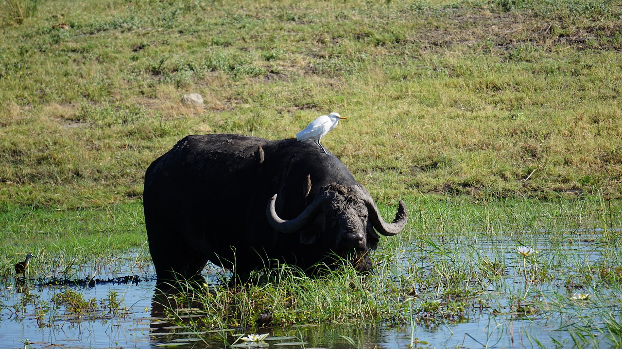 Simakade Okavango Delta Buffalo Water