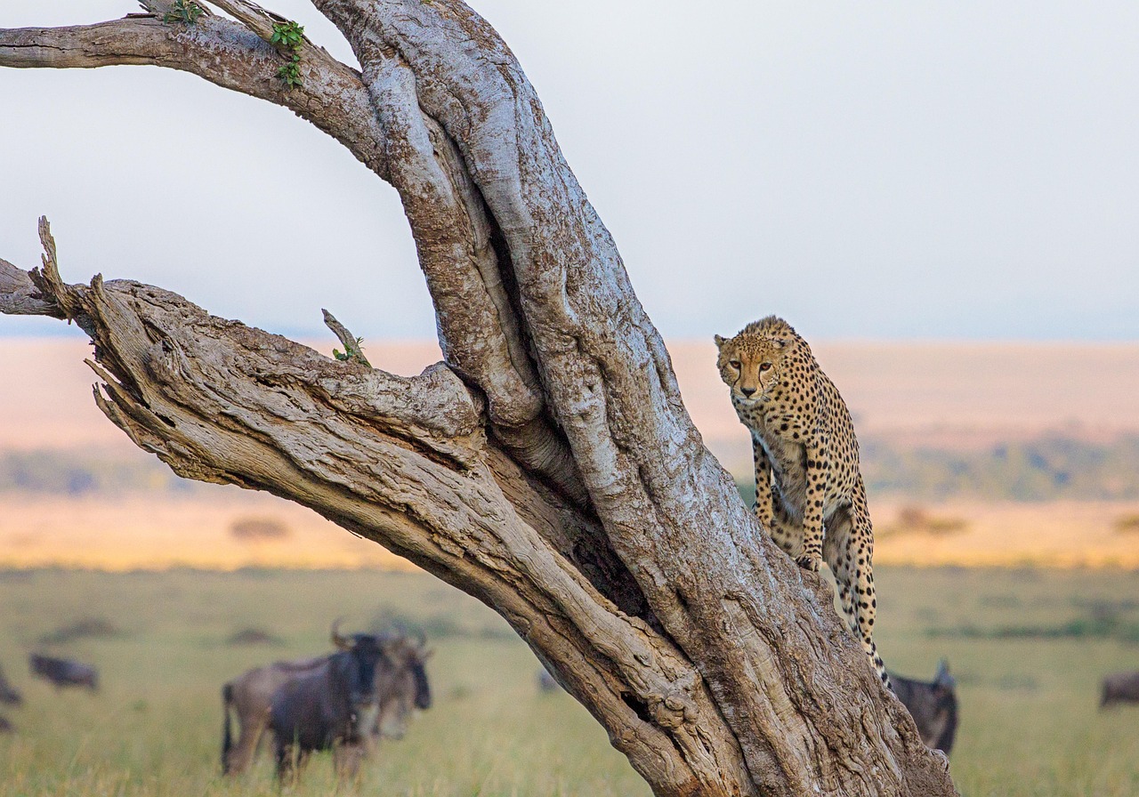 Masai Mara Safari Region Cheetah on tree Simakade
