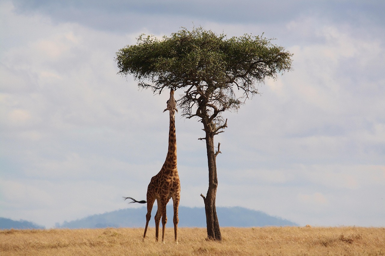 Simakade Masai Mara Giraffe