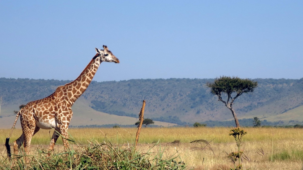 Masai Mara Simakade Giraffe