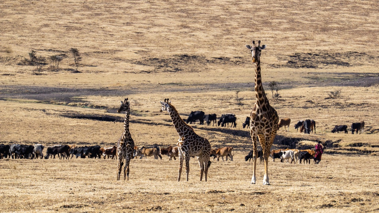 Simakade Giraffes in Savannah Masai Mara Safari Region