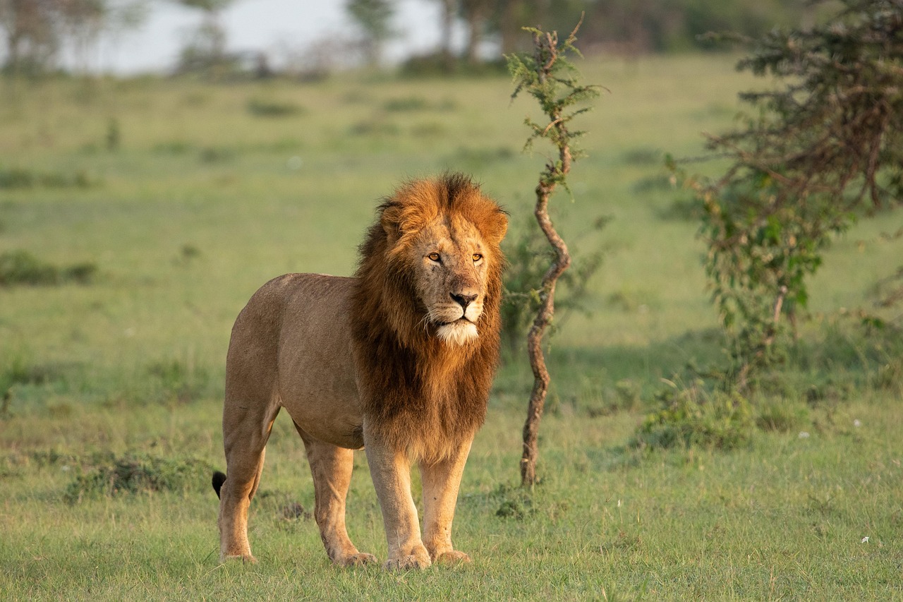 Simakade Masai Mara Safari Region Male Lion