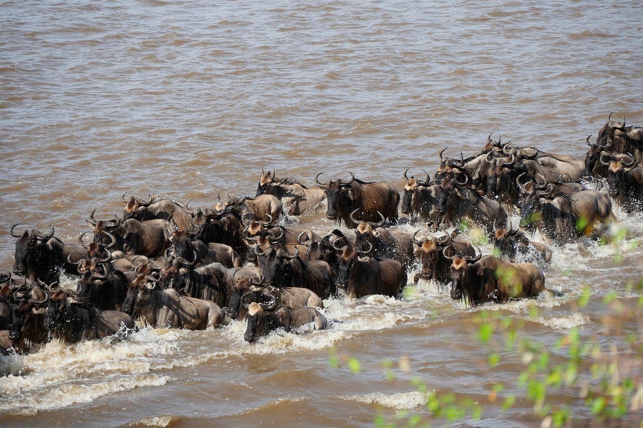Simakade Masai Mara Safari Region Wildebeest Crossing