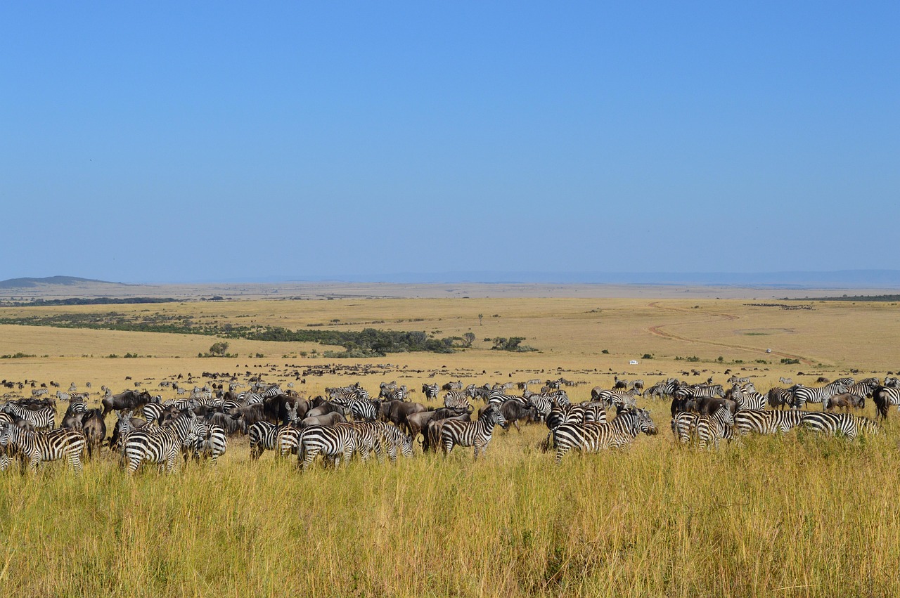 Simakade Masai Mara Safari Region Zebra