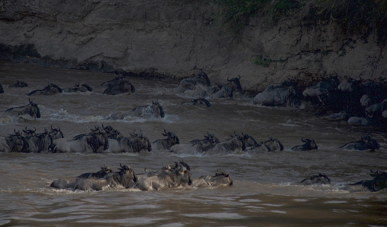 Simakade Masai Mara Safari Region Wildebeest Migration River Crossing
