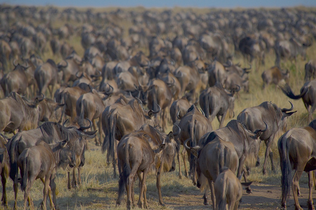 Simakade Masai Mara Safari Region Wildebeest Migration Walking