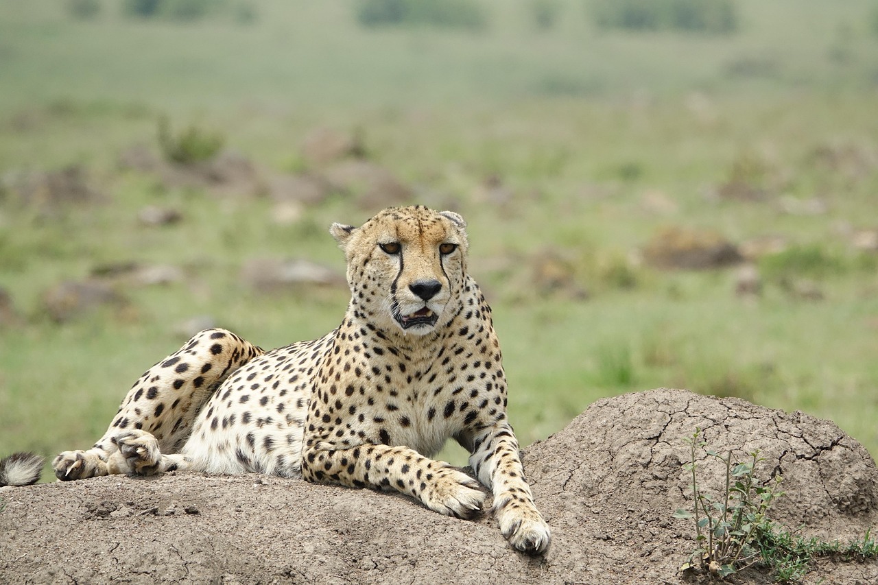Simakade Masai Mara Safari Region Cheetah Resting