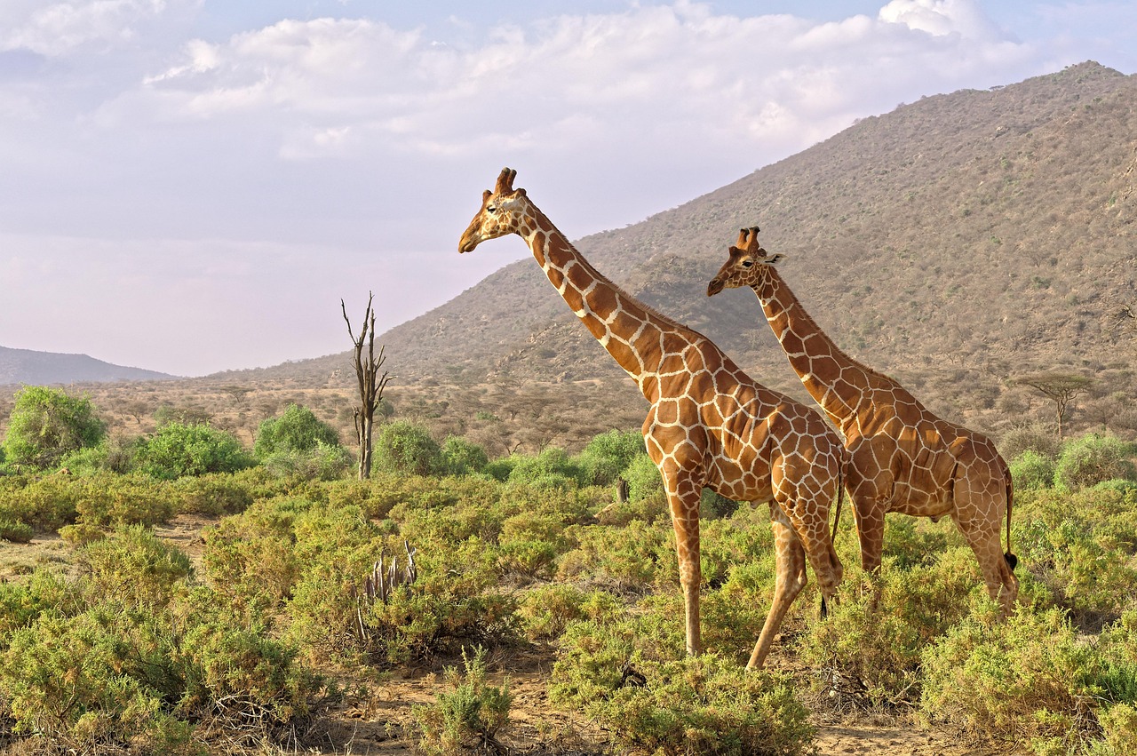 Laikipia Giraffes Walking Simakade