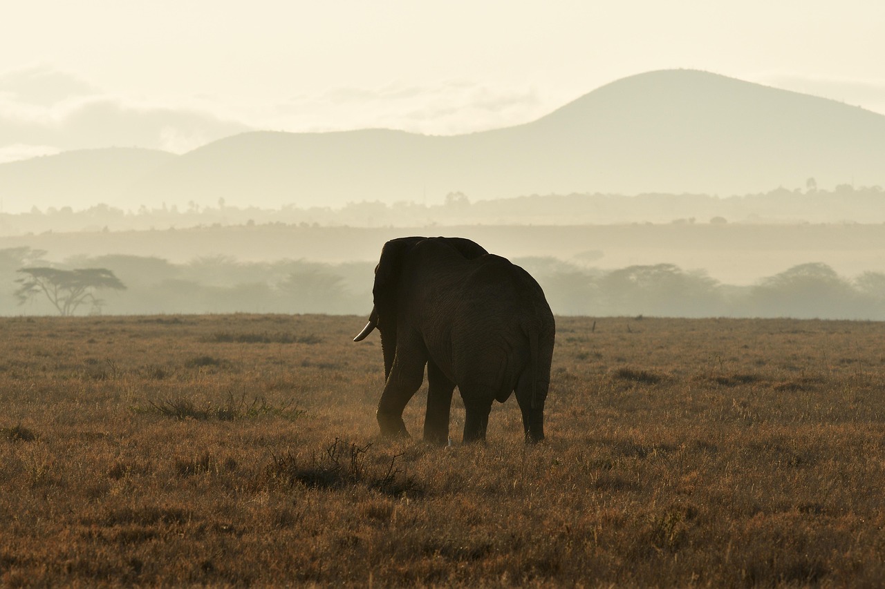 Laikipia Elephant Waking Simakade