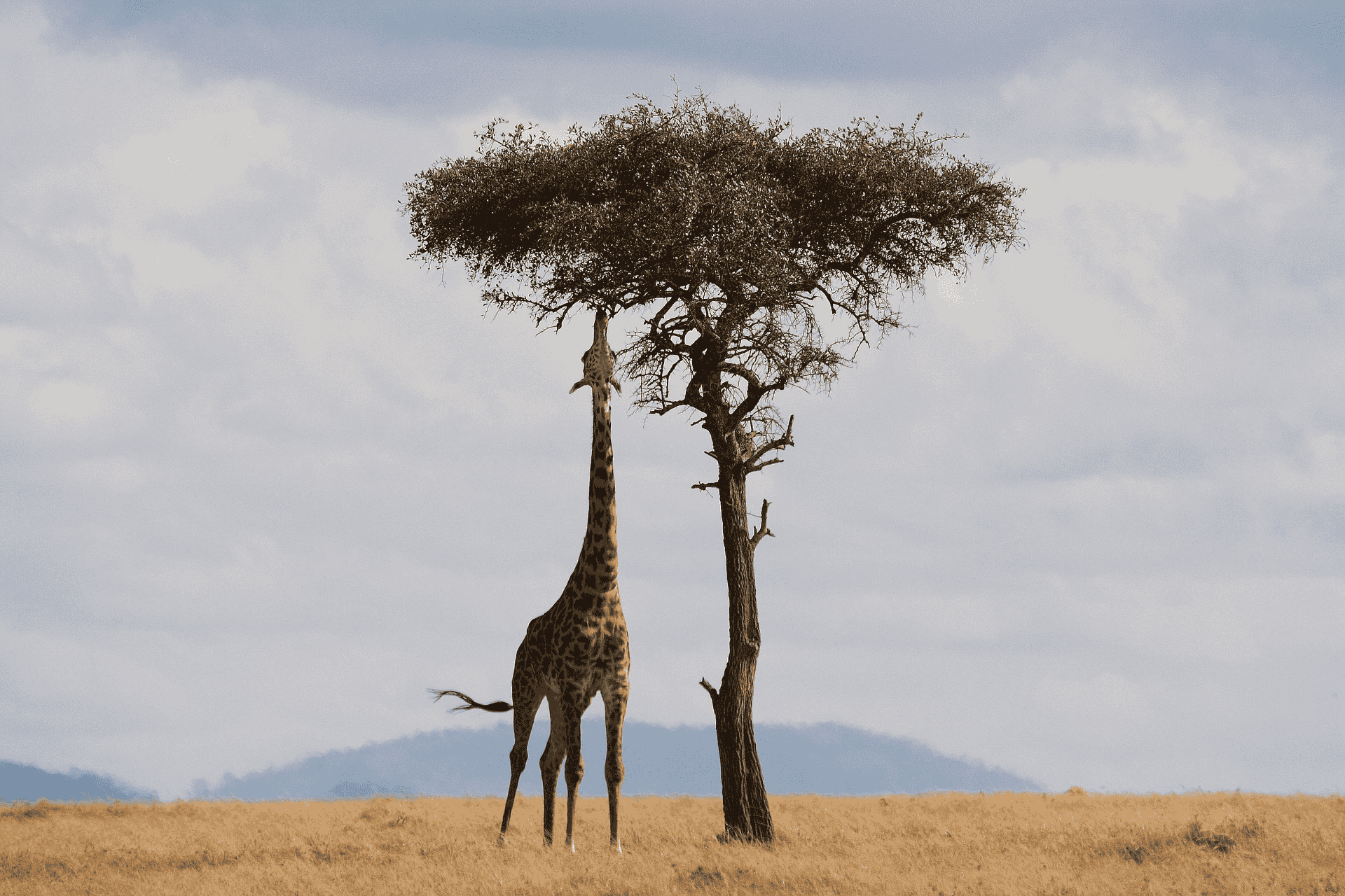 Laikipia Giraffe Eating Simakade