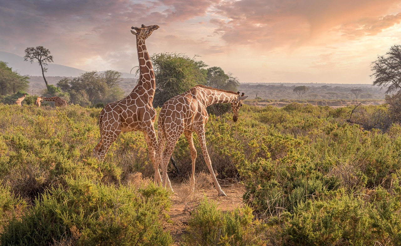 Laikipia Giraffes Fighting Simakade
