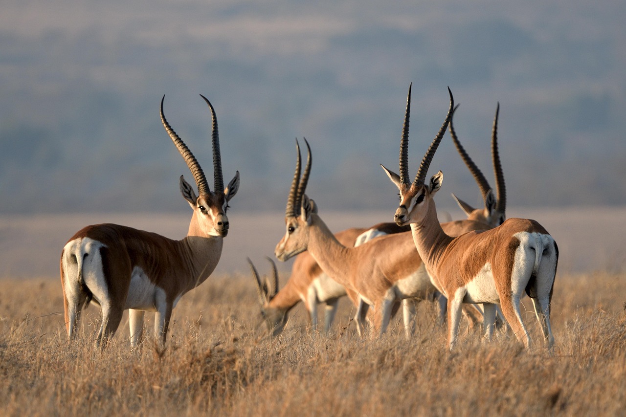 Laikipia Grants Gazelle Simakade Kenya