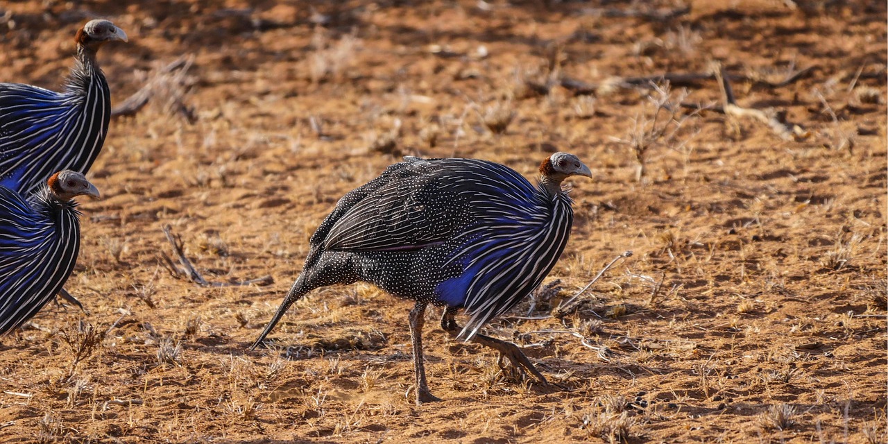 Laikipia Vulturine Guinea Fowl Laikipia