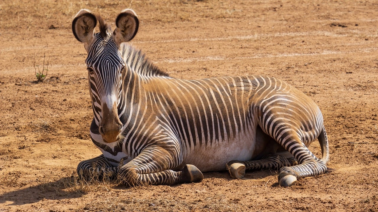 Laikipia Greyv's Zebra Simakade Kenya