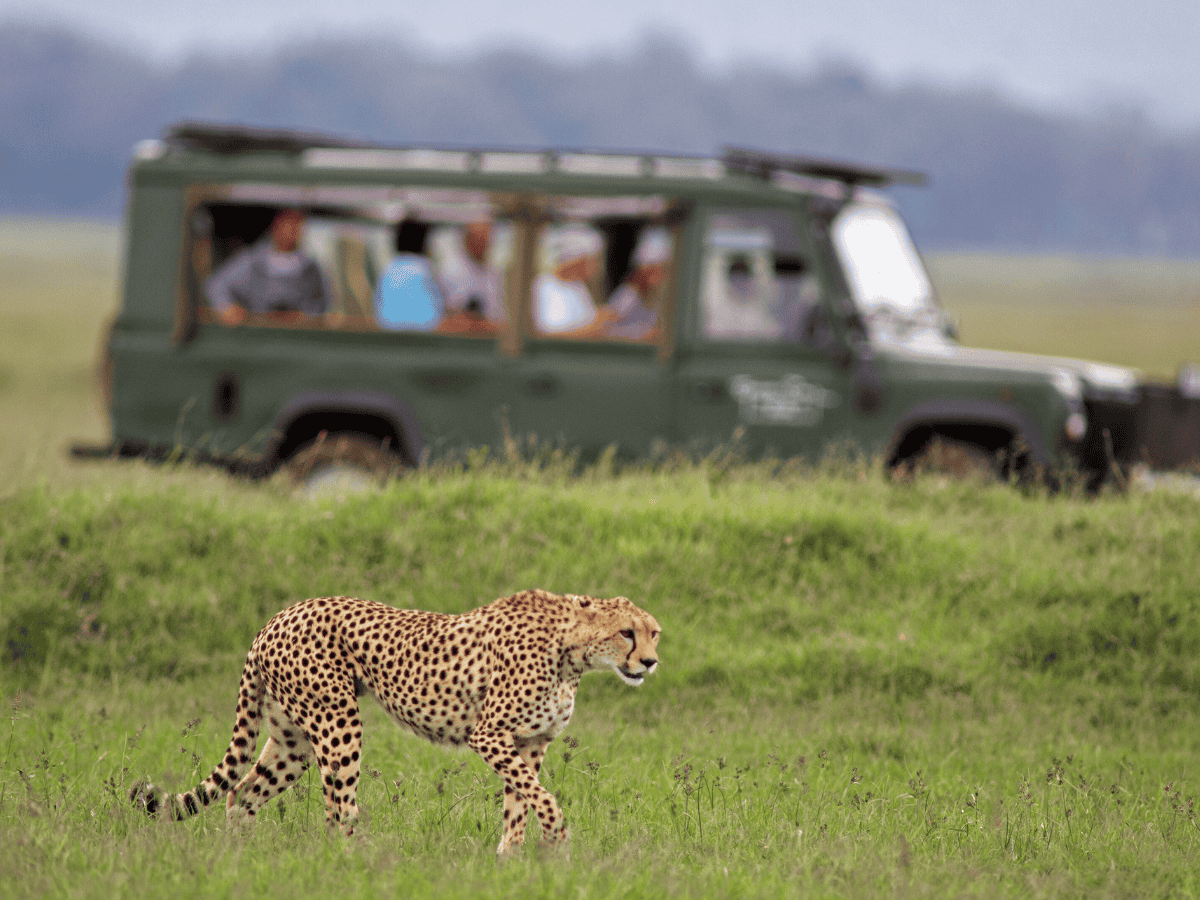 Adventurous Safari Drive