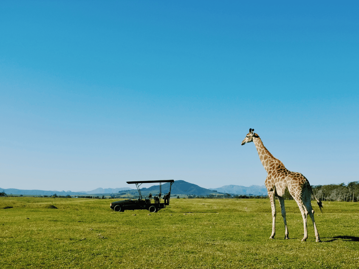 Family Safari Giraffe