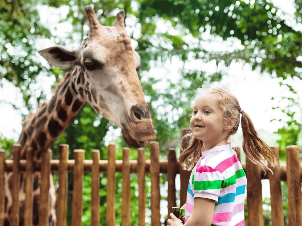 Family Safar Girl Giraffe