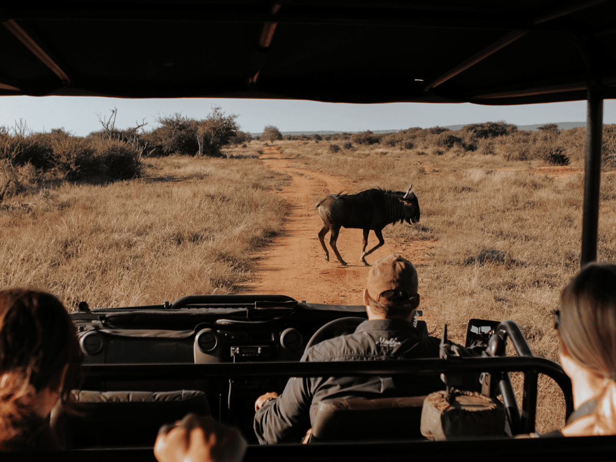 Family Safari Wildebeest