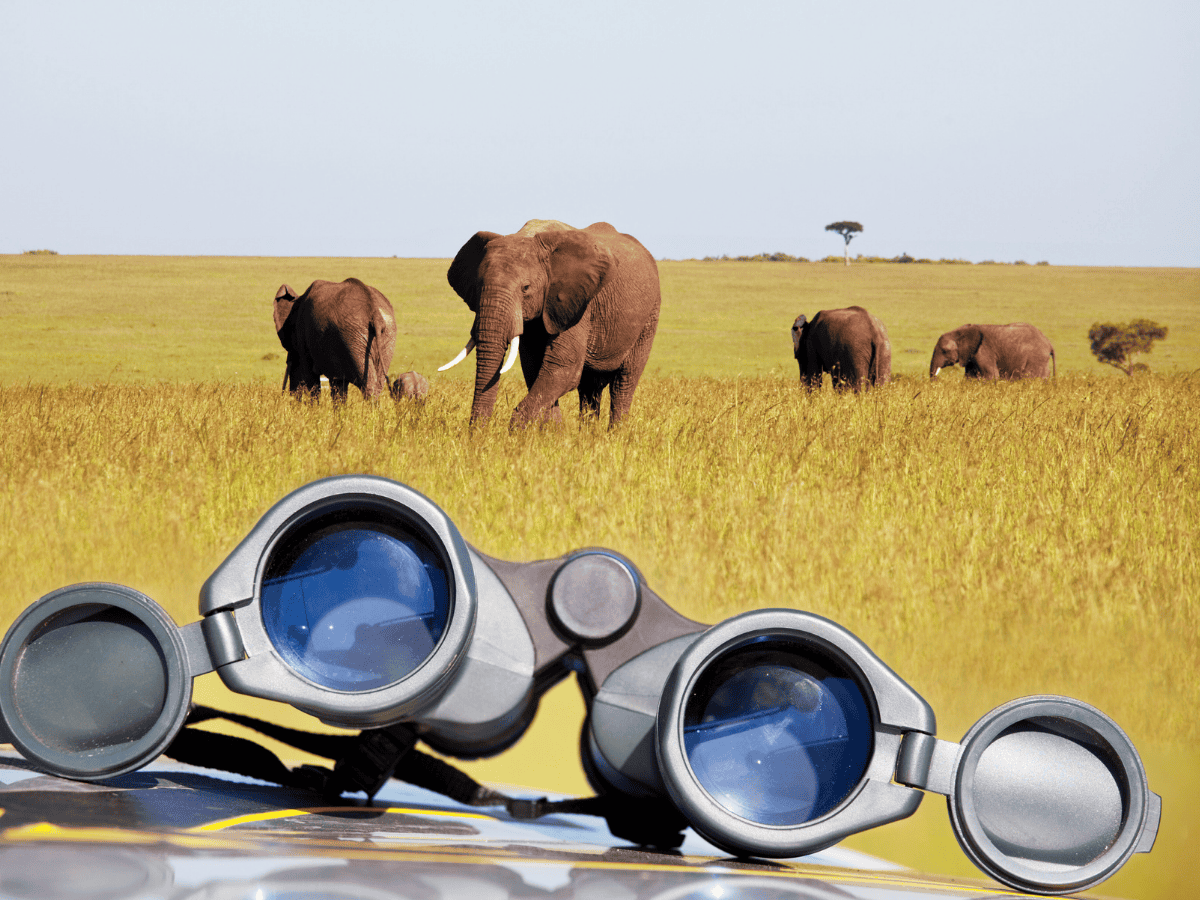 Immersive Safari Binoculars