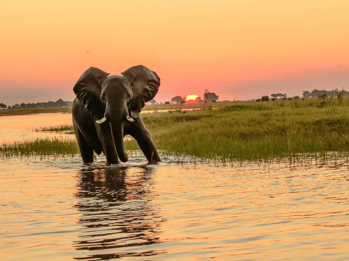 Simakade Immersive Safari Botswana