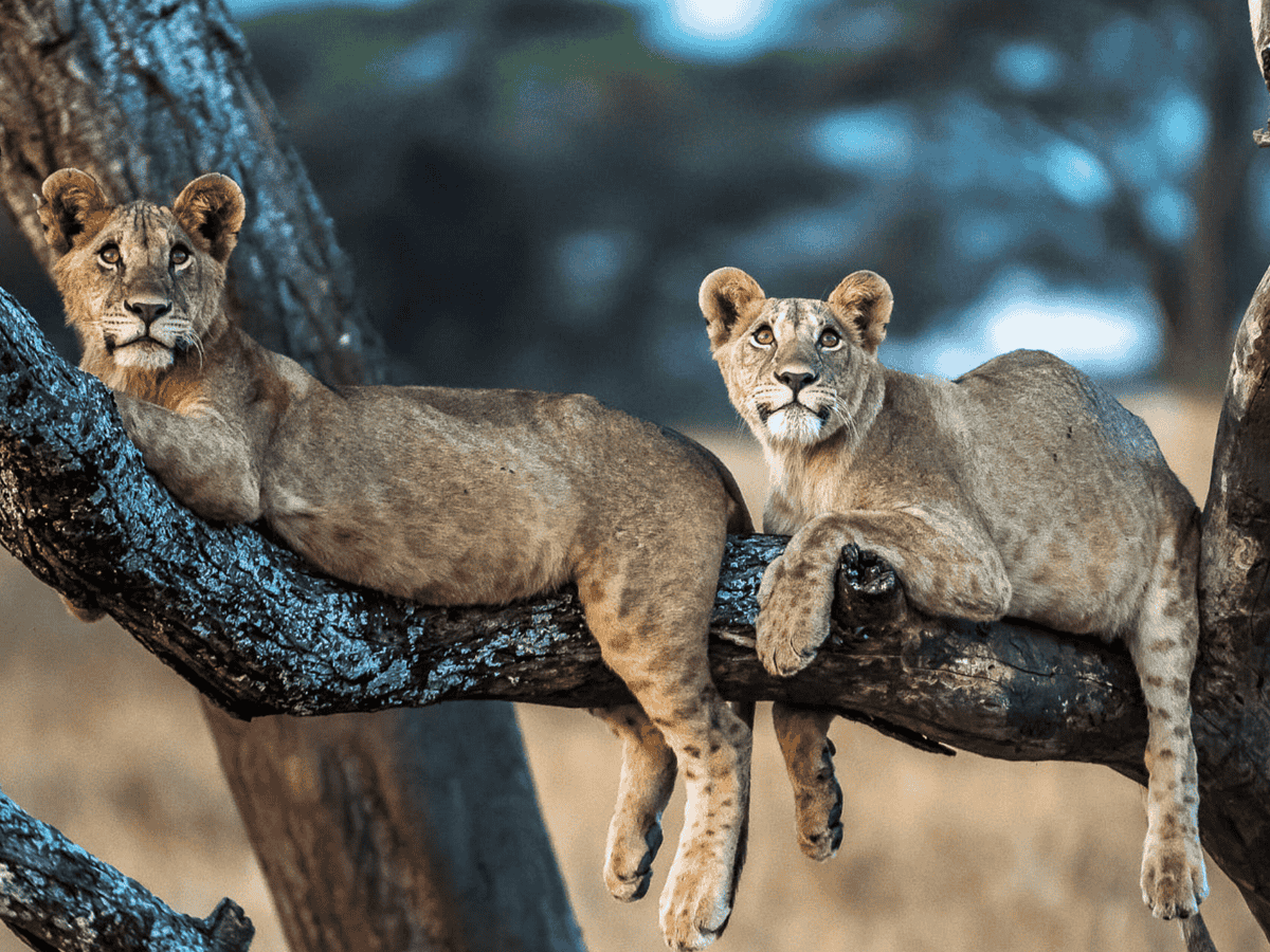 Simakade Immersive Safari Lions