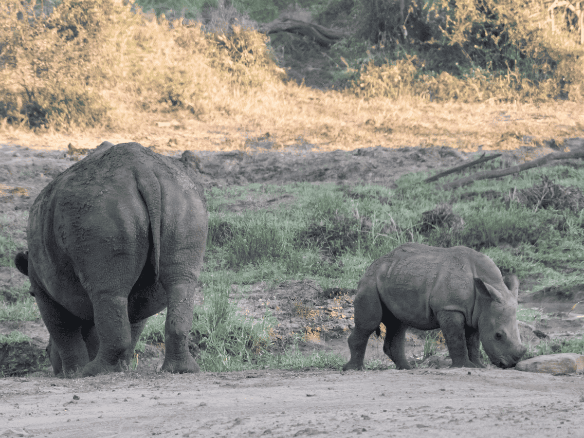 Hluhluwe-iMfolozi Game Reserve White Rhino Simakade