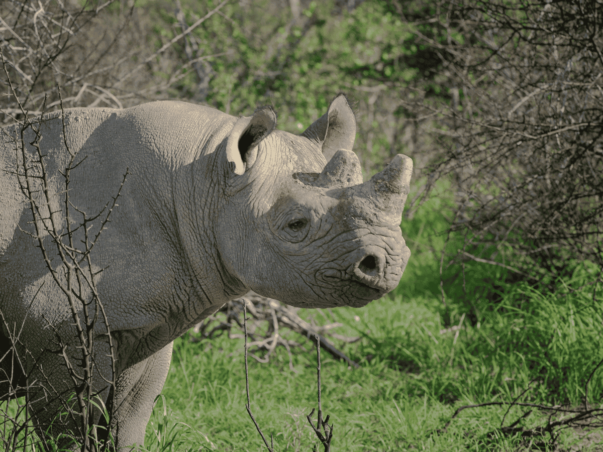 Zululand Region Simakade